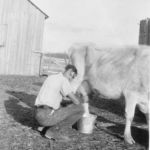 Dairy farmer Frank Neal milks a cow on the family farm on the Grapevine prairie, circa 1940s. Courtesy of Stacy family