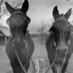 J. R. Shivers' mules helped him work the family farm which sat near present-day White Chapel Blvd. west to Shady Oaks Drive. Courtesy of Shivers family