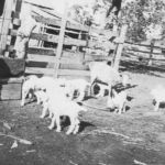 J. R. Shivers' goats were put to work cleaning out pasture land, a practice especially important in the Cross Timbers to clear small shrubs so that more grass would grow. Courtesy of Shivers family