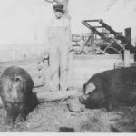 Claude Shivers showed his hogs in livestock shows. Courtesy of Shivers family