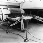 This plesiosaur skeleton, dated at 70 million years old, was excavated during the early earthmoving for the airport and restored by graduate students at SMU. Courtesy of Tarrant County College District Archives, Fort Worth, Texas
