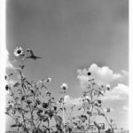 DFW Airport was built on the Grapevine prairie, some of the richest farm land in the state. The airport opened in 1974. Courtesy of DFW Airport