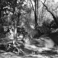 Southlake sits in a geographic region thick with blackjack and post oak trees and artesian springs and was acknowledged by 19th century cartographers as the Cross Timbers. This 2004 photo was taken at the Bob Jones Nature Center. Courtesy Bob Koontz